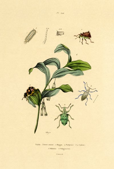 Beetles by French School